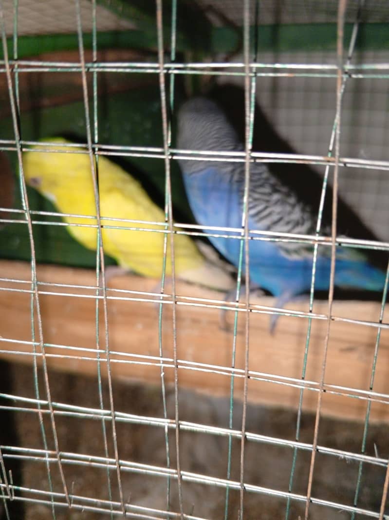 Australain parrot with eggs and chiks 6