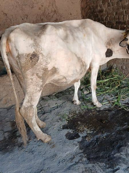 Australian cow 0