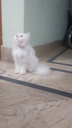 Persian Cat For Sale