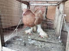 fancy pigeon for sale