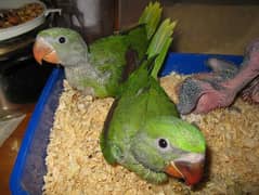 raw parrots for sale 03225272996