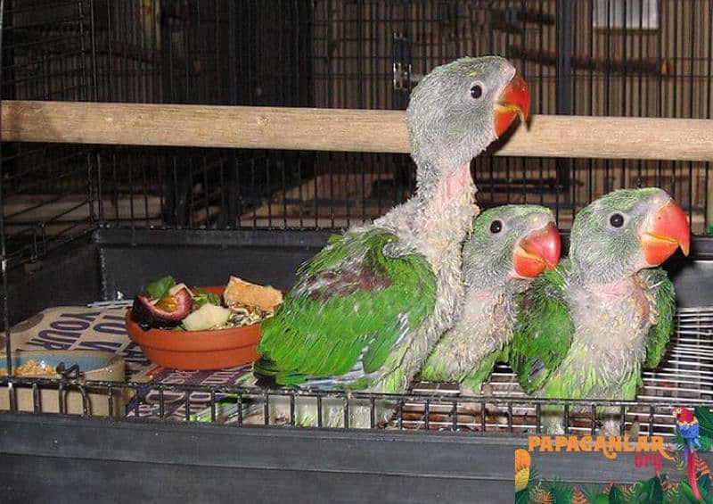 raw parrots for sale 03225272996 1