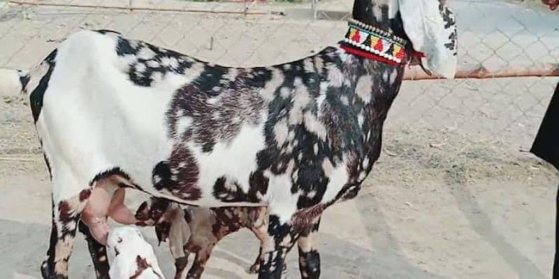 2 Bacchon Ka Sath Desi Bakri For Sale  *Call Number03496944797) 1