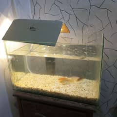 Aquarium and fish for sale.