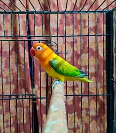 Green euwing Opaline /blue breeder female