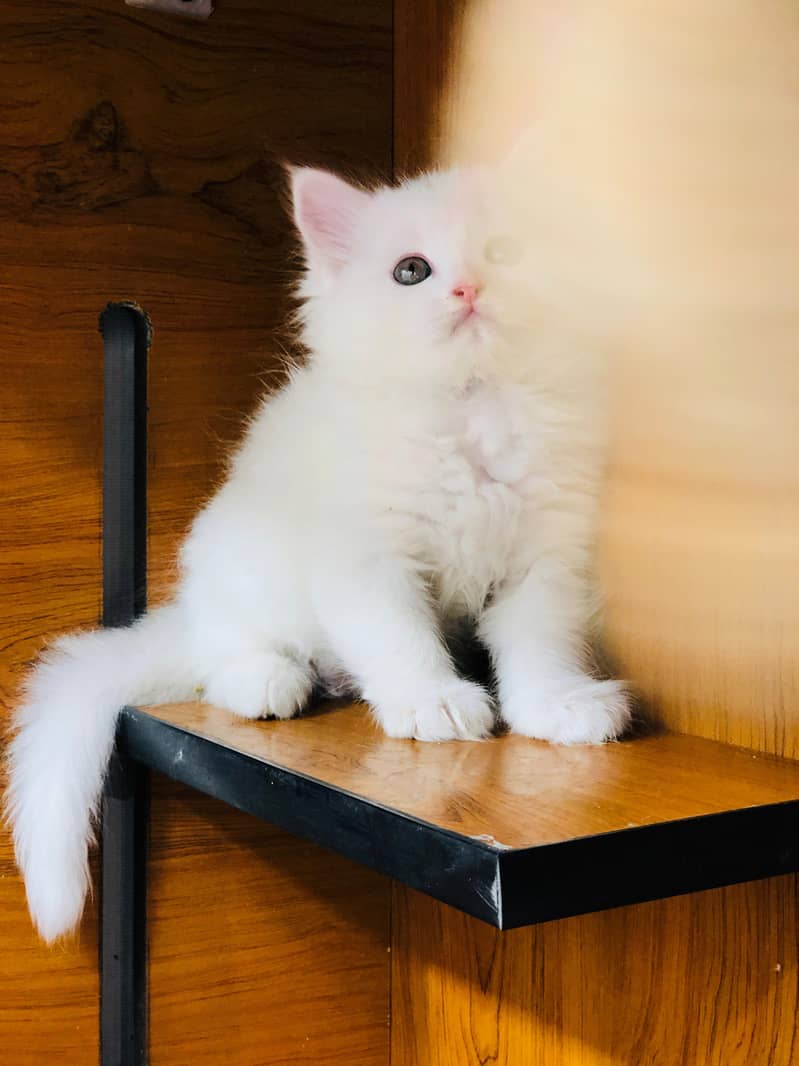 Persian / Kitten / Triple coat / Cute Cats / Fluffy Cat / small kitte 10