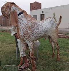 makhi cheena heavy breeder available for goats crossing 0