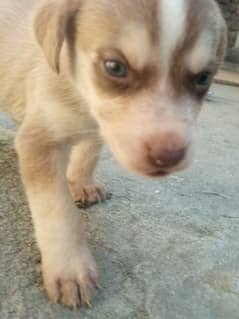 Siberian husky puppy for sale 1 month