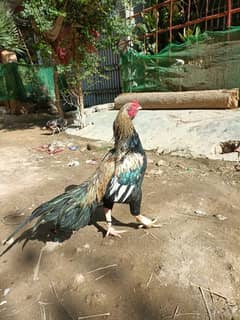 breeder java aseel mainwali dabal body. whatsapp. 03357546694 0