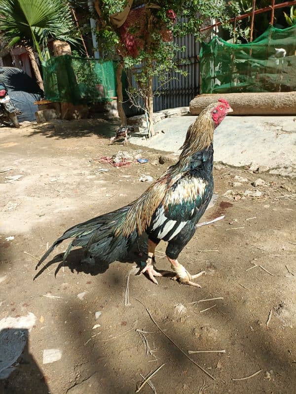 breeder java aseel mainwali dabal body. whatsapp. 03357546694 1