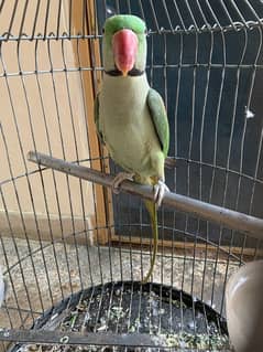 Raw Parrot Adult Male 5 years Age Semi Tamed Healthy and Active 0