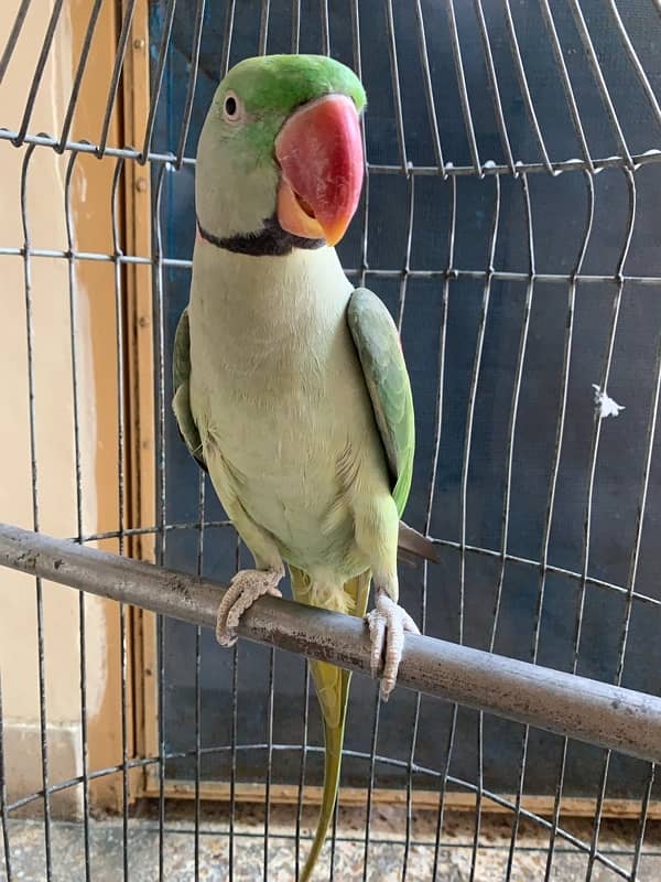 Raw Parrot Adult Male 5 years Age Semi Tamed Healthy and Active 1