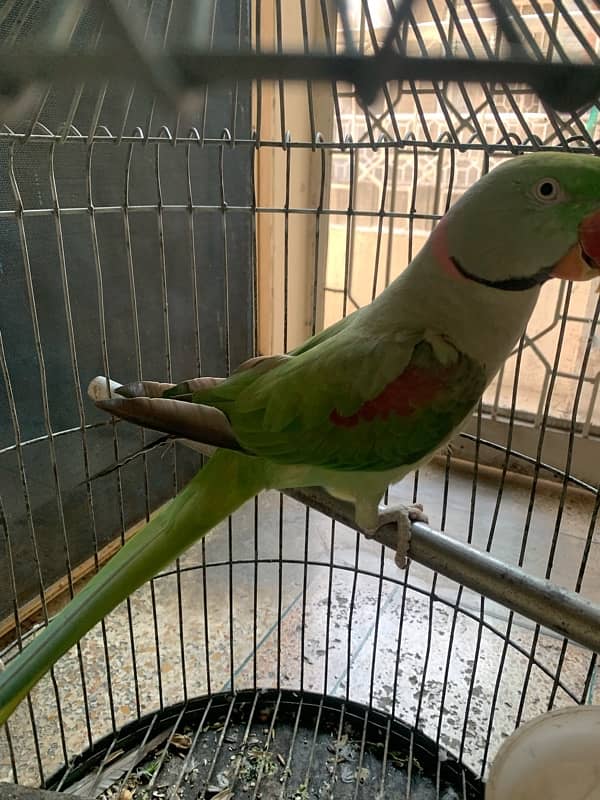 Raw Parrot Adult Male 5 years Age Semi Tamed Healthy and Active 4