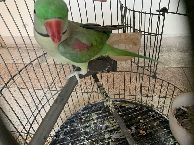 Raw Parrot Adult Male 5 years Age Semi Tamed Healthy and Active 7