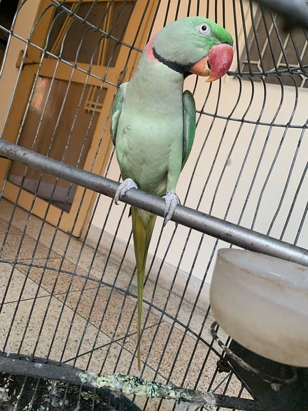 Raw Parrot Adult Male 5 years Age Semi Tamed Healthy and Active 9