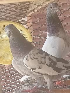 High Flyer Pigeons