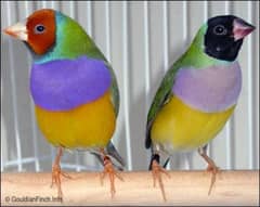 Split Blue Gouldian 3 pairs