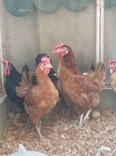 desi egg laying hens ( 03104069992 )