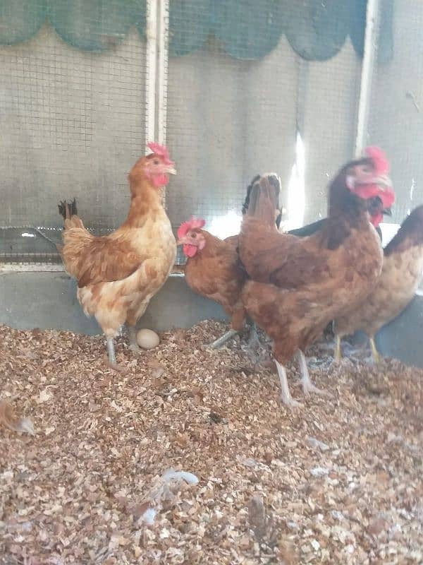 desi egg laying hens ( 03104069992 ) 1