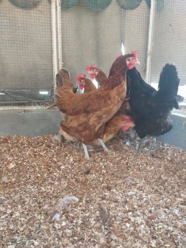 desi egg laying hens ( 03104069992 ) 2