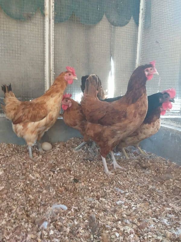 desi egg laying hens ( 03104069992 ) 3