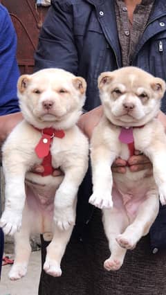 security dogs king alabai pair 2 months for sale 0