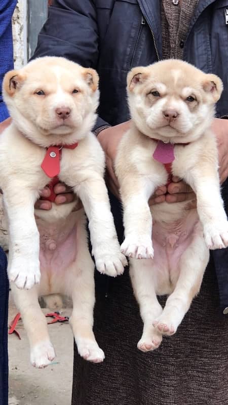 security dogs king alabai pair 2 months for sale 1