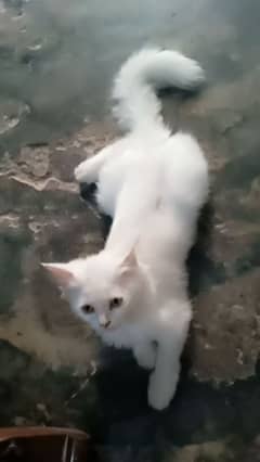 Persian Kitten For sale | Playful|