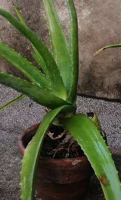 aloevera plant