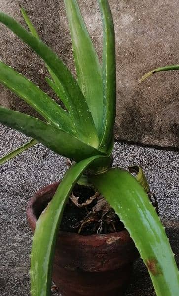 aloevera plant 0