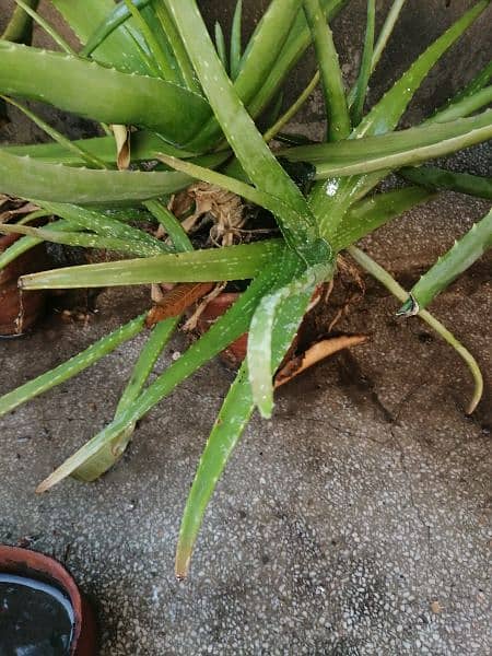 aloevera plant 1