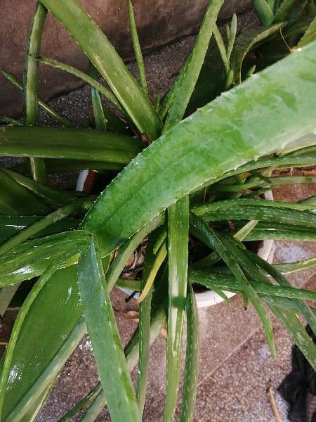 aloevera plant 2