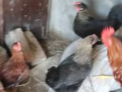 misri hens egg laying 0