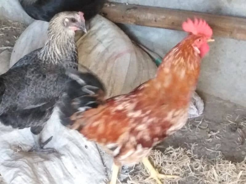 misri hens egg laying 1