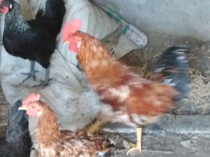 misri hens egg laying 5