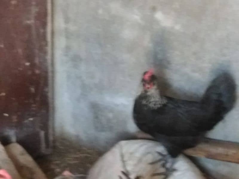 misri hens egg laying 7