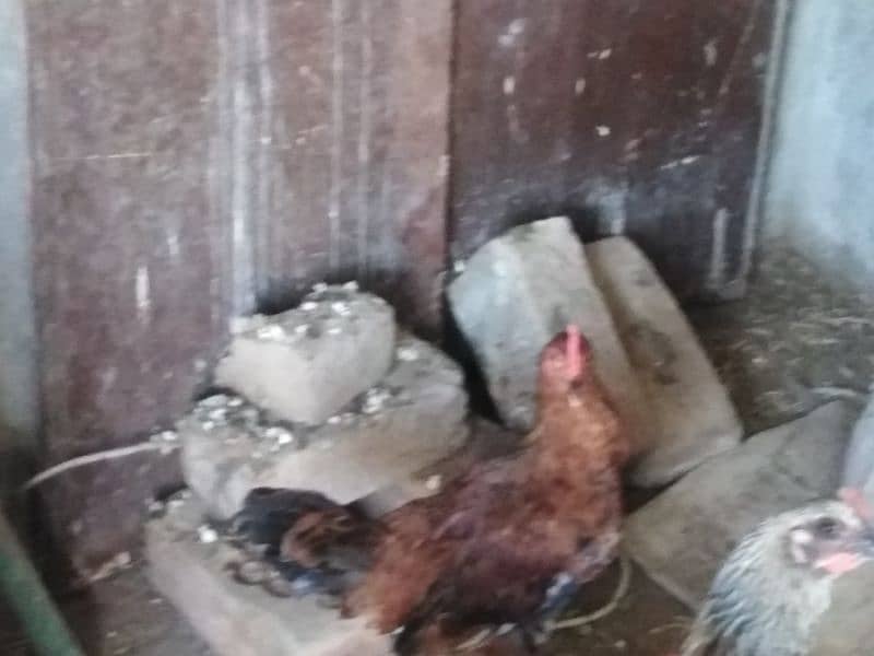 misri hens egg laying 8