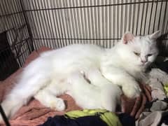 Persion Female adult cat