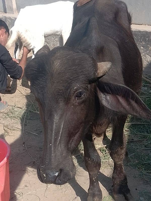 بہت ہی خوبصورت کٹے 3