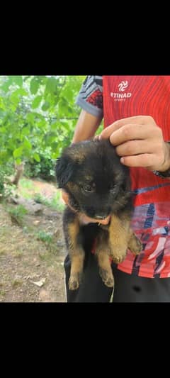 black mask jarman shepherd puppies available