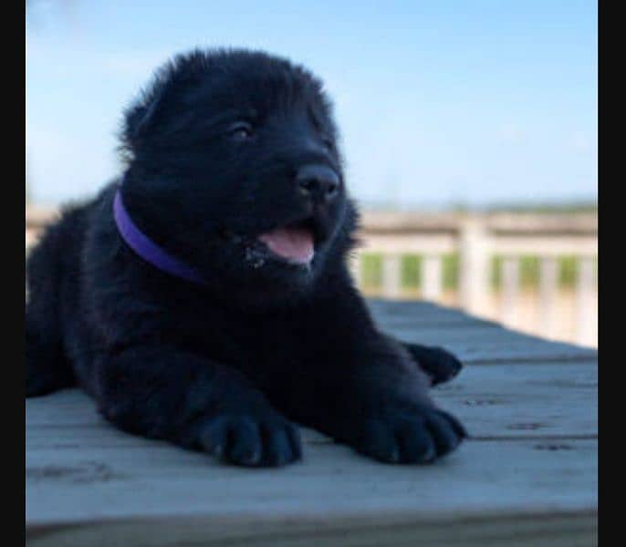 black mask jarman shepherd puppies available 2