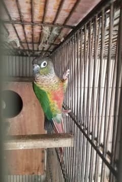 green cheek conure female age 2.5 year DNA tested 0