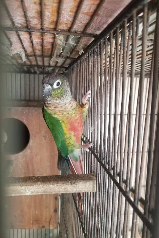 green cheek conure female age 2.5 year DNA tested 0