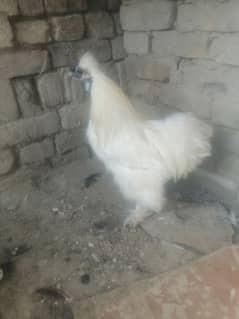 White silki male urjent for sale.