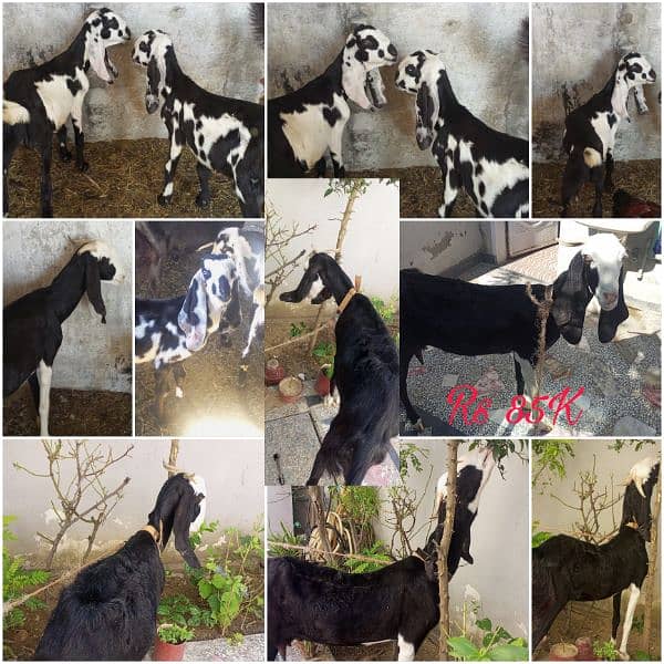 Beetal cross Female sath 1 Bakra 0