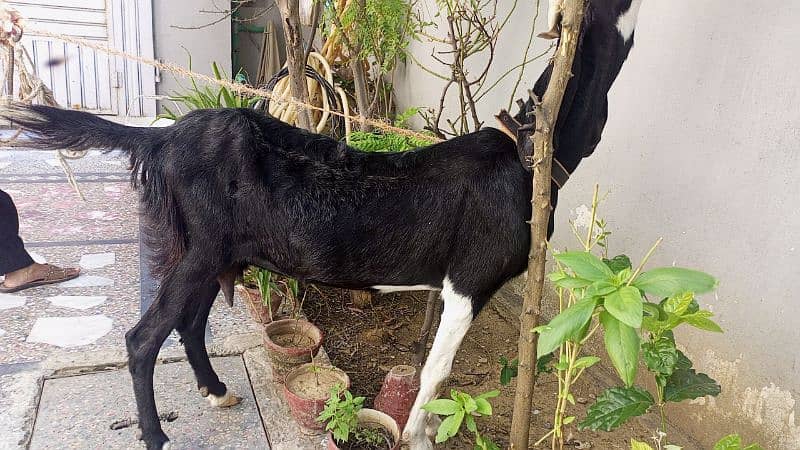 Beetal cross Female sath 1 Bakra 4