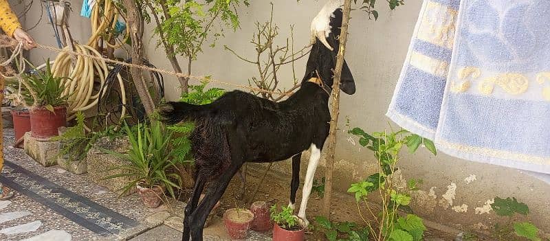 Beetal cross Female sath 1 Bakra 5