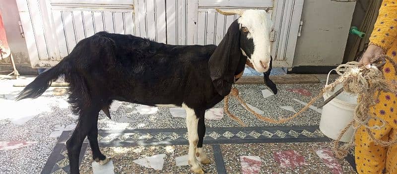 Beetal cross Female sath 1 Bakra 9