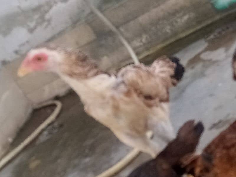 Aseel Hens Pathian for sale very Economical 1