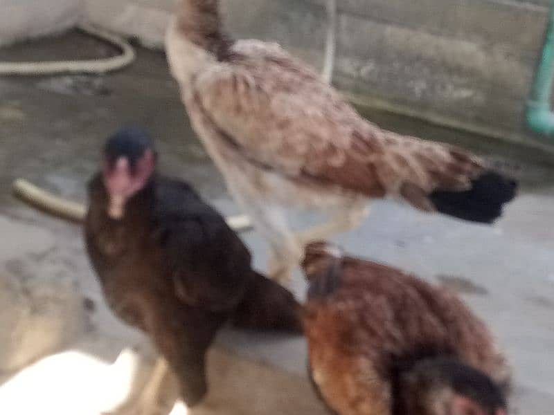 Aseel Hens Pathian for sale very Economical 3